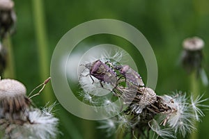 a couple of True bugs on a dandelion fluff