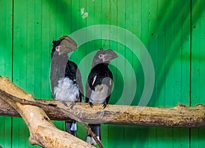 Couple of trumpeter hornbills sitting on a tree branch, tropical bird specie from Africa