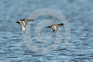 A couple of Tufted Ducks in flight