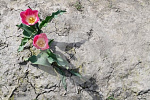 Couple of tulips standing alone on a thirsty land