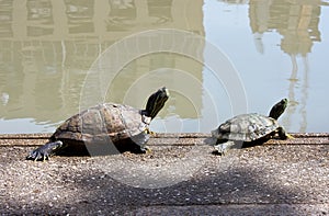 A couple of turtle taking sunbath