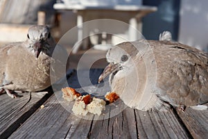 Couple turtledove Eurasian collared dove Streptopelia decaocto eating some bread outdoor home garden