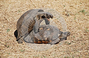 Couple of turtles making love in the centre of Ath