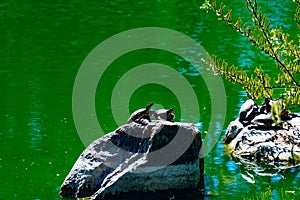 Couple of turtles sunbaking on a rock in a pond