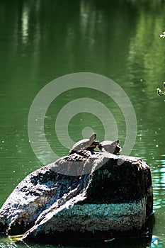 Couple of turtles sunbaking on a rock in a pond