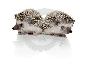 Couple of two african hedgehogs standing back to back