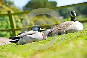 Couple of two beautiful ducks birds on a lawn