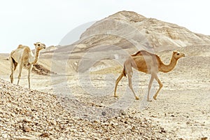 Couple of two camels family walk together through wil day desert sand