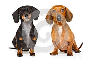 Couple of two dachshund or sausages dogs