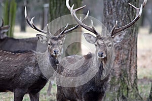 Couple of Two Dybowskii Deer in Winter Close Up