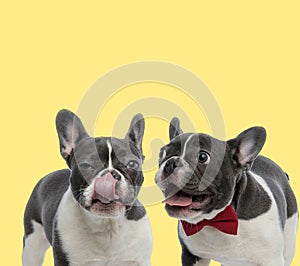 Couple of two french bulldog dogs  sticking out tongue
