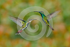 Couple of two hummingbirds Green-breasted Mango in the fly with light green and orange flowered background, Rancho Naturalista, Co photo