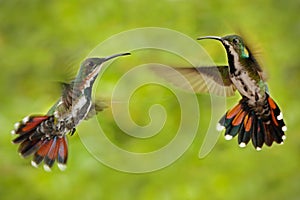 Couple of two hummingbirds Green-breasted Mango in the fly with light green and orange flowered background, wild tropic bird in th