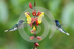 Couple of two hummingbirds White-necked Jacobin in the fly