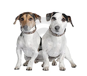 Couple of two Jack russells (2 and 3 years old)