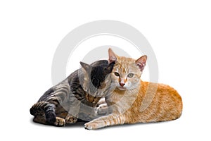 Couple of two loving cats isolated on white background
