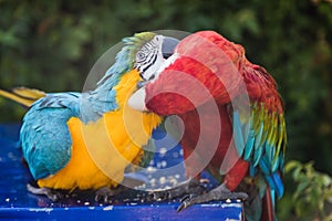 Couple of two multi-colored macaw parrots kissing and chatting while sitting on a chair on the beach in a hotel in