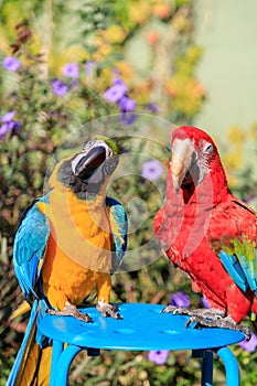 Couple of two multi-colored macaw parrots kissing and chatting while sitting on a chair on the beach in a hotel in