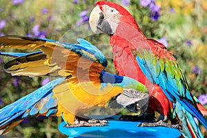 Couple of two multi-colored macaw parrots kissing and chatting while sitting on a chair on the beach in a hotel in