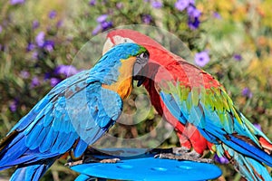 Couple of two multi-colored macaw parrots kissing and chatting while sitting on a chair on the beach in a hotel in