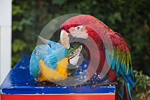 Couple of two multi-colored macaw parrots kissing and chatting while sitting on a chair on the beach in a hotel in