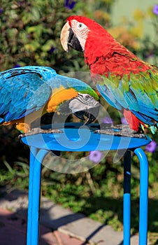 Couple of two multi-colored macaw parrots kissing and chatting while sitting on a chair on the beach in a hotel in