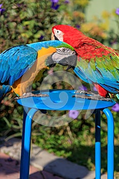 Couple of two multi-colored macaw parrots kissing and chatting while sitting on a chair on the beach in a hotel in