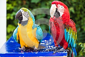 Couple of two multi-colored macaw parrots kissing and chatting while sitting on a chair on the beach in a hotel in