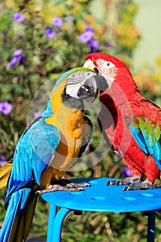 Couple of two multi-colored macaw parrots kissing and chatting while sitting on a chair on the beach in a hotel in