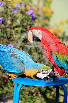 Couple of two multi-colored macaw parrots kissing and chatting while sitting on a chair on the beach in a hotel in