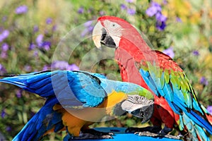 Couple of two multi-colored macaw parrots kissing and chatting while sitting on a chair on the beach in a hotel in