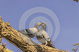 A couple of two pigeon birds kissing each other on a tree branch in the open sky