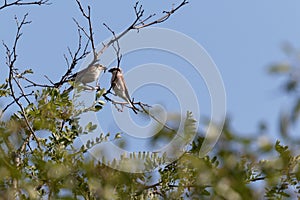 Couple of Two Red-backed Shrike
