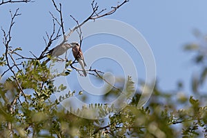 Couple of Two Red-backed Shrike perched on an acacia tree