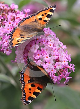 Couple of two small Tortoiseshell butterflies at a butterfly-bush, Netherlands