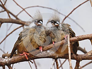 A Couple of Two Super Cute Sweet Adorable Lovely Charming Exotic Birds Sitting Together on Branch