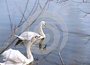 Couple of Two Swans swimming