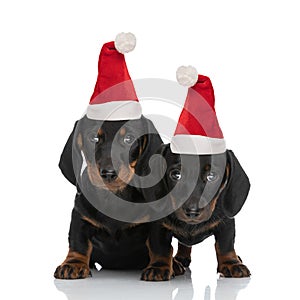 Couple of two sweet small teckel dachshund dogs wearing christmas hats