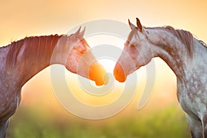 Couple of two white horse portrait