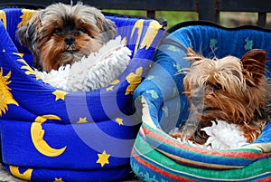 Couple of two Yorkshire dogs