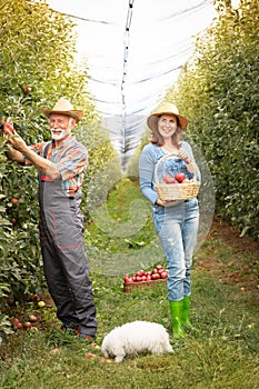 Couple of urban farmers in apples orchard