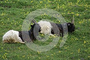 A couple of Valais Blackneck goats on the grass in Aosta Valley, Italy