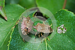 Couple of vernal shieldbug (Peribalus strictus)