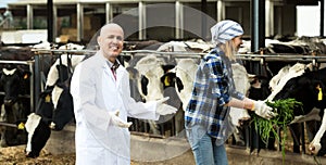 Couple of vets working with milky cows