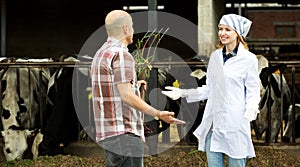 Couple of vets working with milky cows