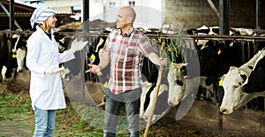 Couple of vets working with milky cows