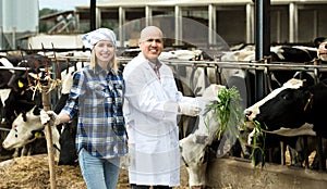 Couple of vets working with milky cows