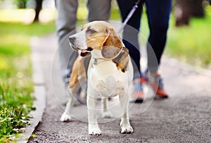 Couple walking with Beagle dog wearing in collar and leash in the summer park