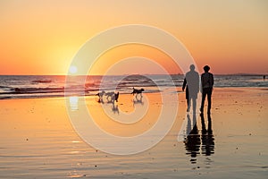 Couple walking dogs on a beach at sunrise or sunset