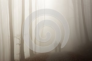 Couple walking in the misty forest